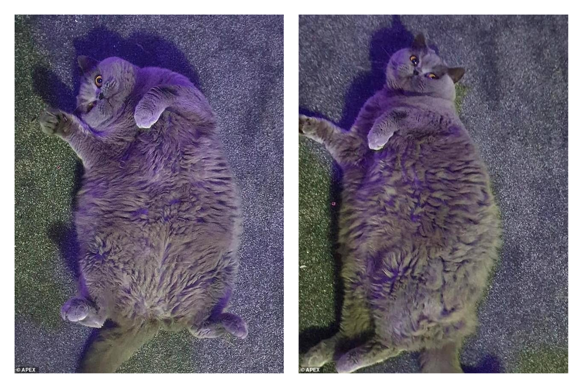 ▲英國一位女主人卑微懇求鄰居別再餵食自己那需要減肥的貓，讓網友笑翻。（圖／翻攝自《每日郵報》）