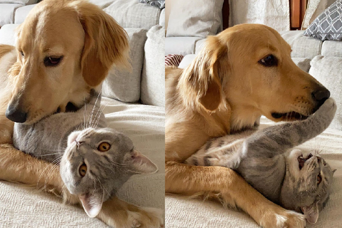 ▲小灰貓大黃狗「相愛相殺」，抱完就張嘴猛咬！（圖／Instagram@luna_e_cosmo）