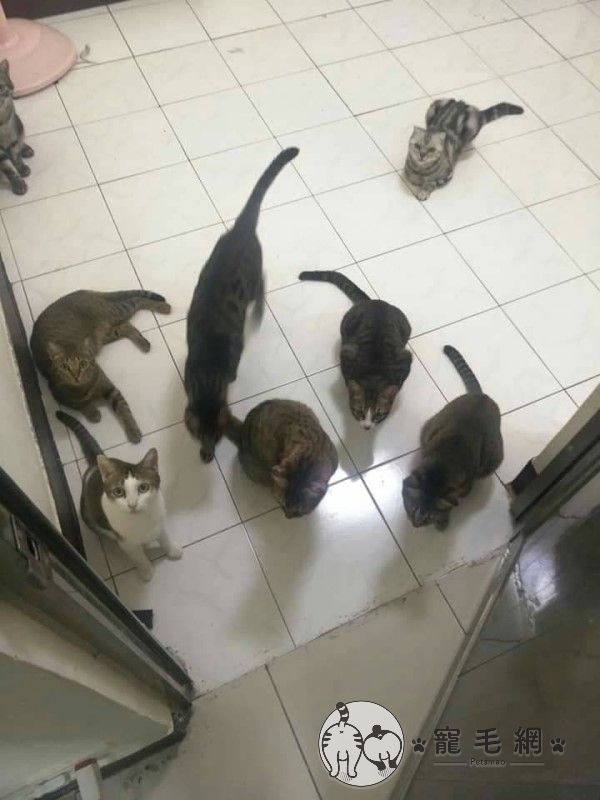 ▲王先生養了8隻貓咪，不僅很愛亂咬東西，還非常會製造「驚喜」（圖／網友王諾輝授權提供）