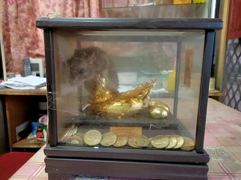 ▲這隻老鼠是怎麼跑進去的！有女網友家中的金雞被「鼠佔雞巢」，讓他相當頭疼。（圖／翻攝自臉書社團《爆廢1公社》）