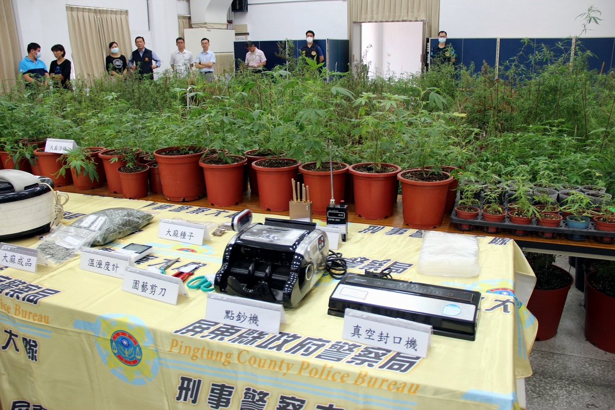 ▲屏東里港警分局歷經3個多月跟監蒐證，在潮州轄內查獲犯嫌王姓、張姓等2人，涉嫌栽植大麻並製造大麻煙，現場查扣大麻植株524株、烘乾之大麻成品200公克等，初估市價超過新臺幣2億3千多萬元，為歷年來屏東縣破獲最大的大麻栽種案件。（圖／屏東縣警察局提供, 2020.11.17）