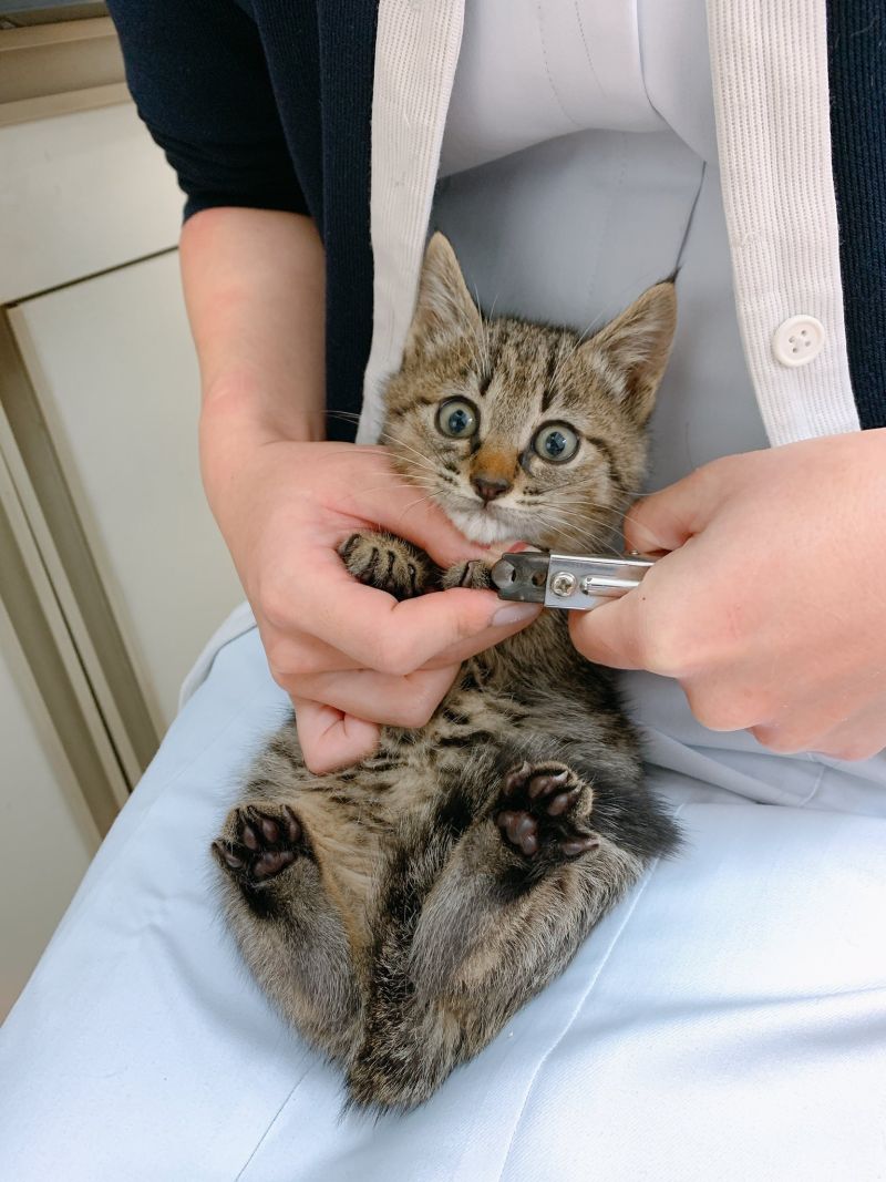 ▲人類對偶做了什麼事?!(圖/Twitter@CatdoctorU)