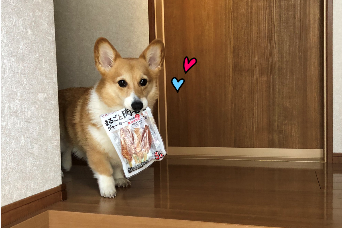 ▲日本一隻貪吃柯基，竟叼著零食咚咚咚現身！（圖／Twitter@BELL_1030）