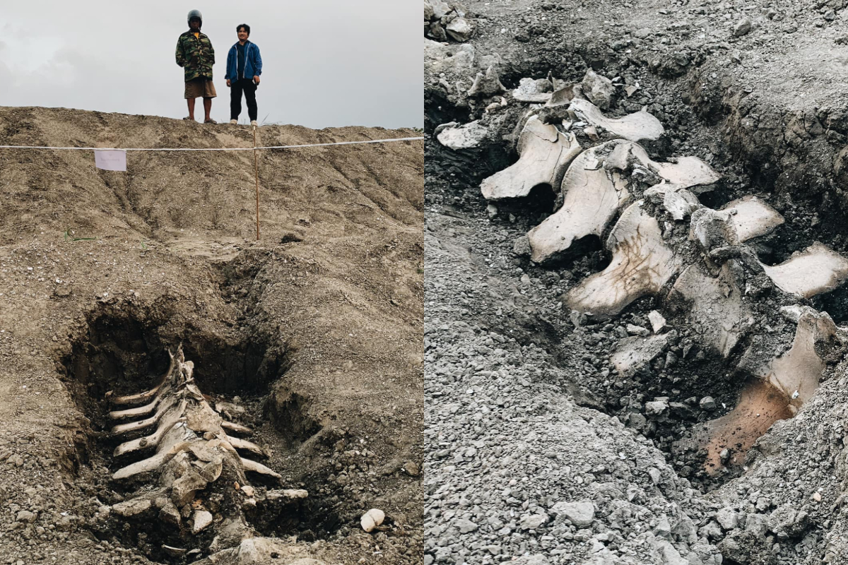 ▲（圖／翻攝自鯨魚和海洋保護組織臉書）