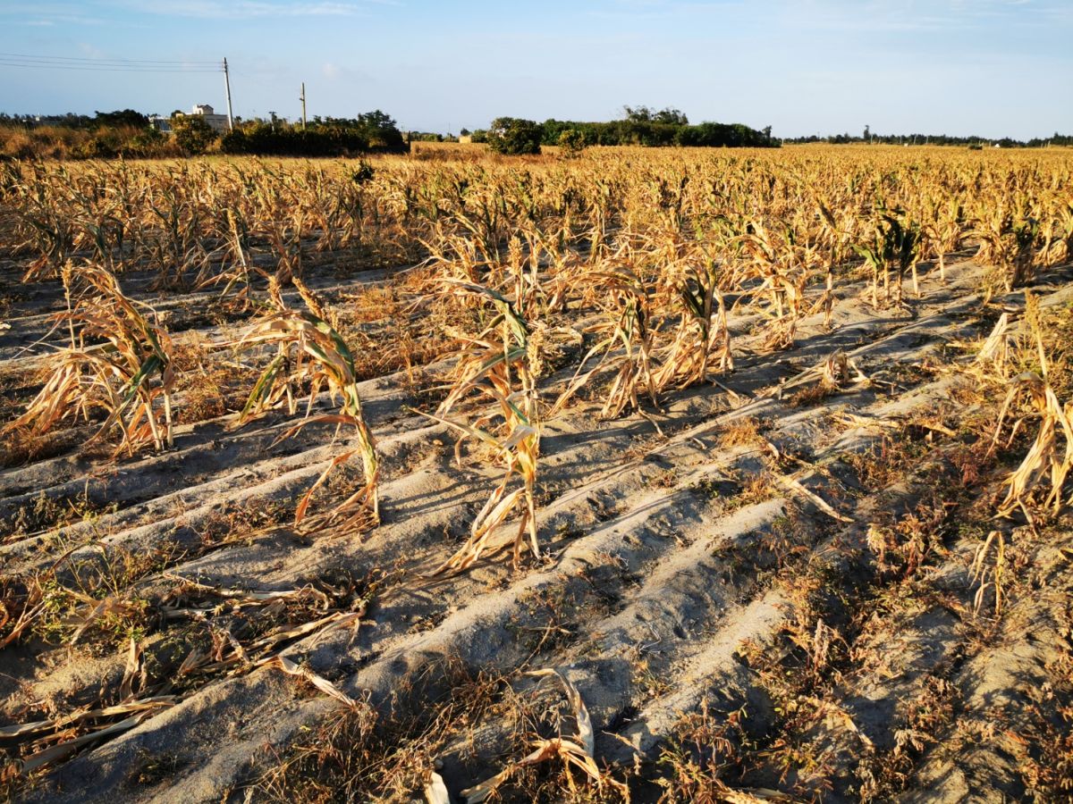 ▲連續乾旱、大地焦黃，農委會16日公告金門為農業天災區，並祭出現金及貸款方案。(圖/記者蔡若喬攝)