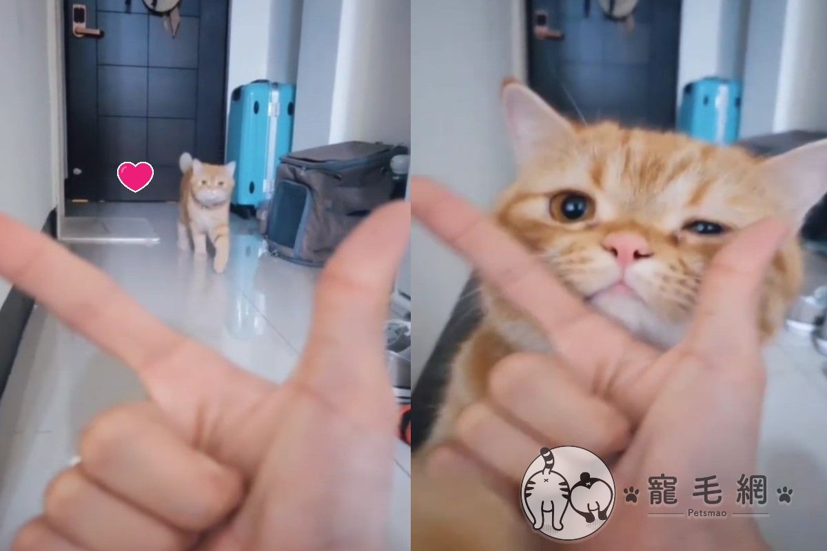 ▲橘貓路易非常喜歡「饋頭」（圖／IG@tw.louiecat授權提供）