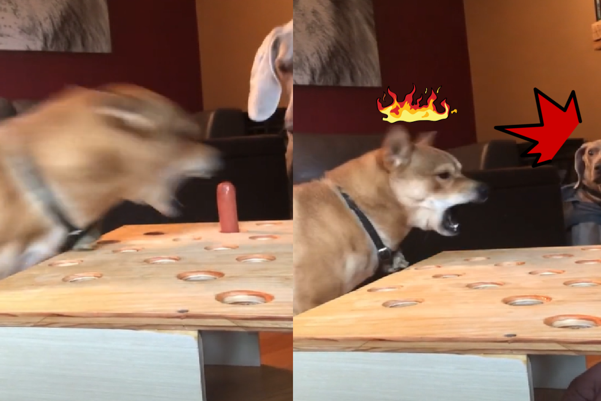 ▲主人採打地鼠的方式餵食柴犬，牠氣炸狂吼。 （圖／Tiktok：hunterdesigncompany）