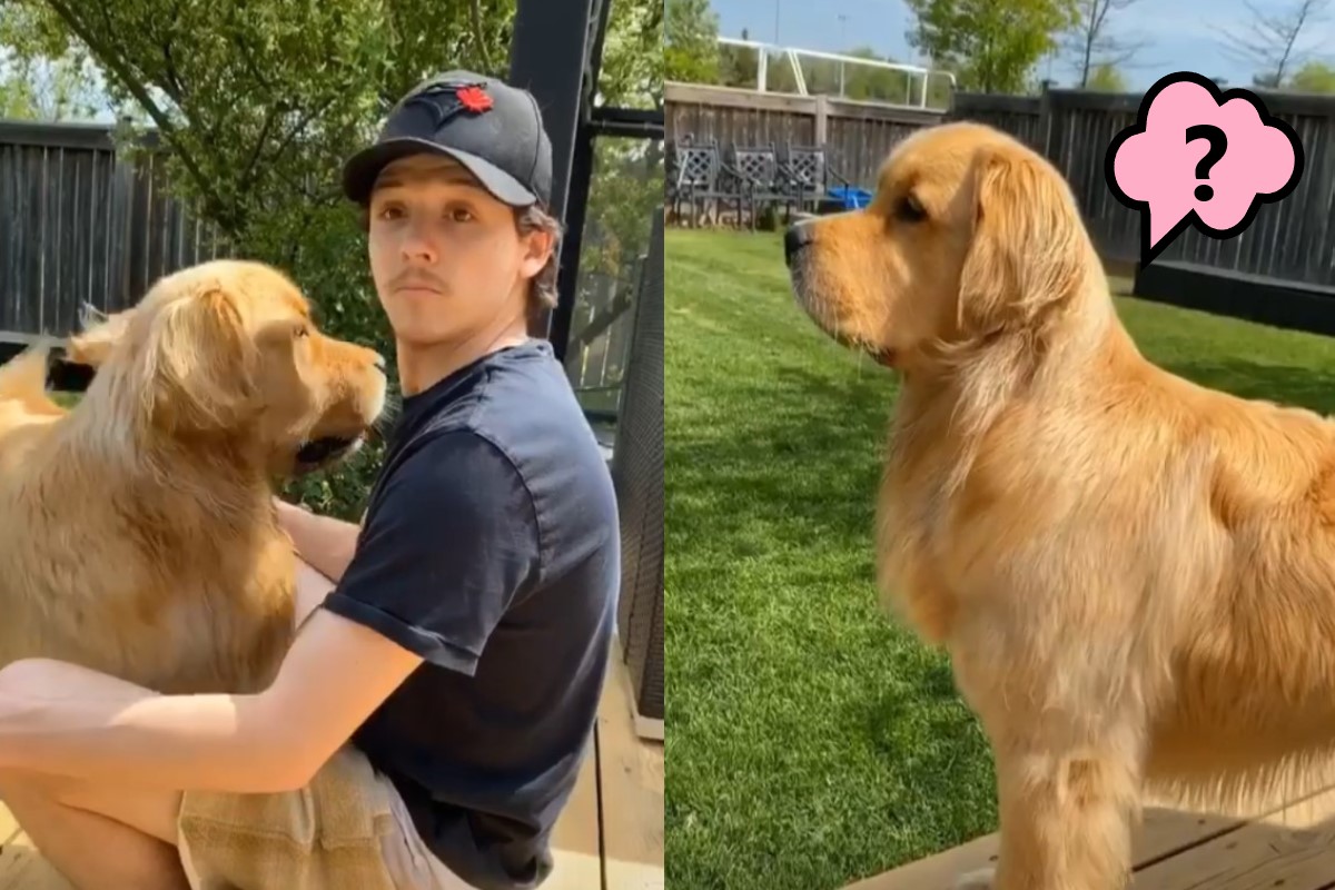 ▲黃金獵犬「史德林」日前被主人惡搞（圖／IG＠lifeofsterlingnewton）