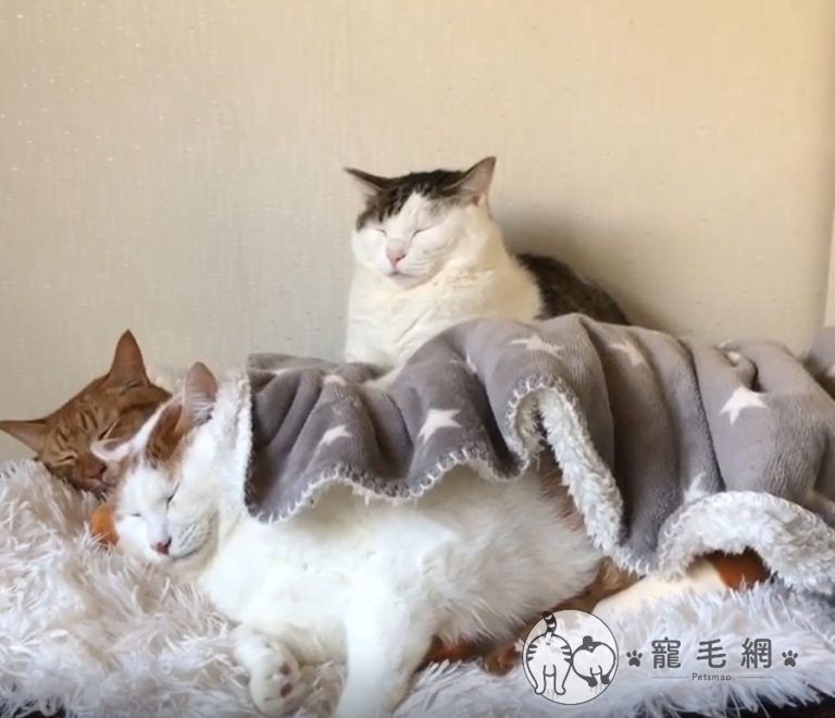 ▲總算喬到最佳位置一起呼呼大睡!(圖/IG@kibimomo授權)