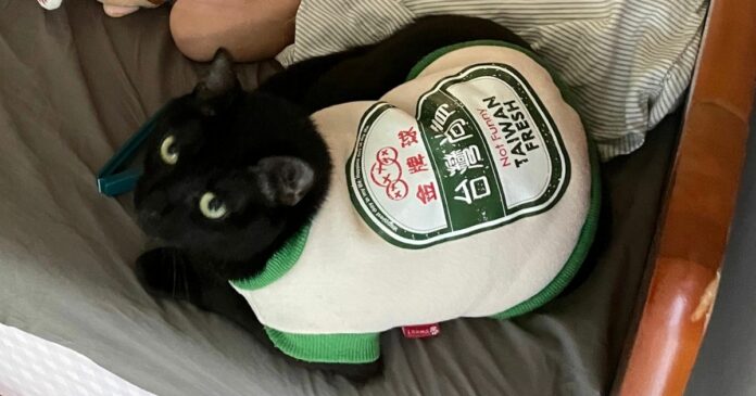 ▲穿著台啤衣的萌貓因為太可愛被鄰居騷擾。（圖／取自推特 Riley Tsang)