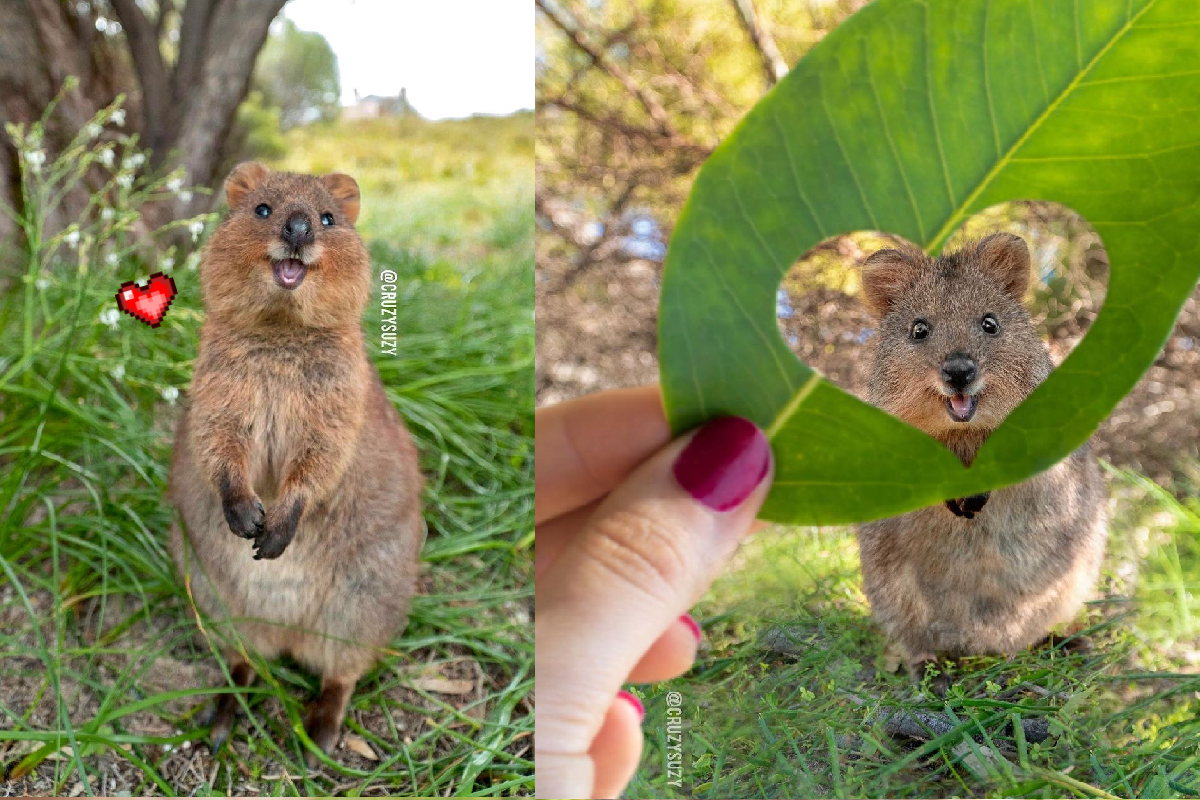 ▲最愛笑的「小袋鼠」，有著圓頰大眼萌力四射！（圖／Instagram＠cruzysuzy）