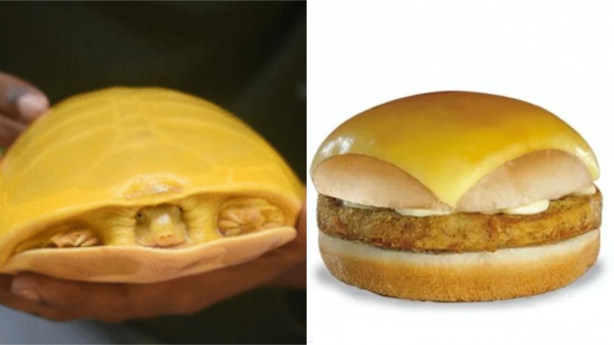 ▲在印度巴爾達曼（Bardhaman），有人在池塘中發現一隻全身呈現金黃色的鱉，鮮亮的黃色讓人大感驚奇，直呼像麥當勞漢堡。（圖／翻攝自推特）