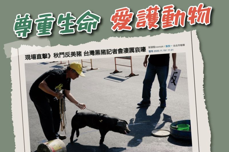 秋鬥遊行即將在22日登場,主辦單位在19日曾帶一頭台灣黑豬到凱道參加記者會,黑豬當場發出淒厲哀號聲引發爭議。( 圖 / 翻攝民進黨青年部臉書 )