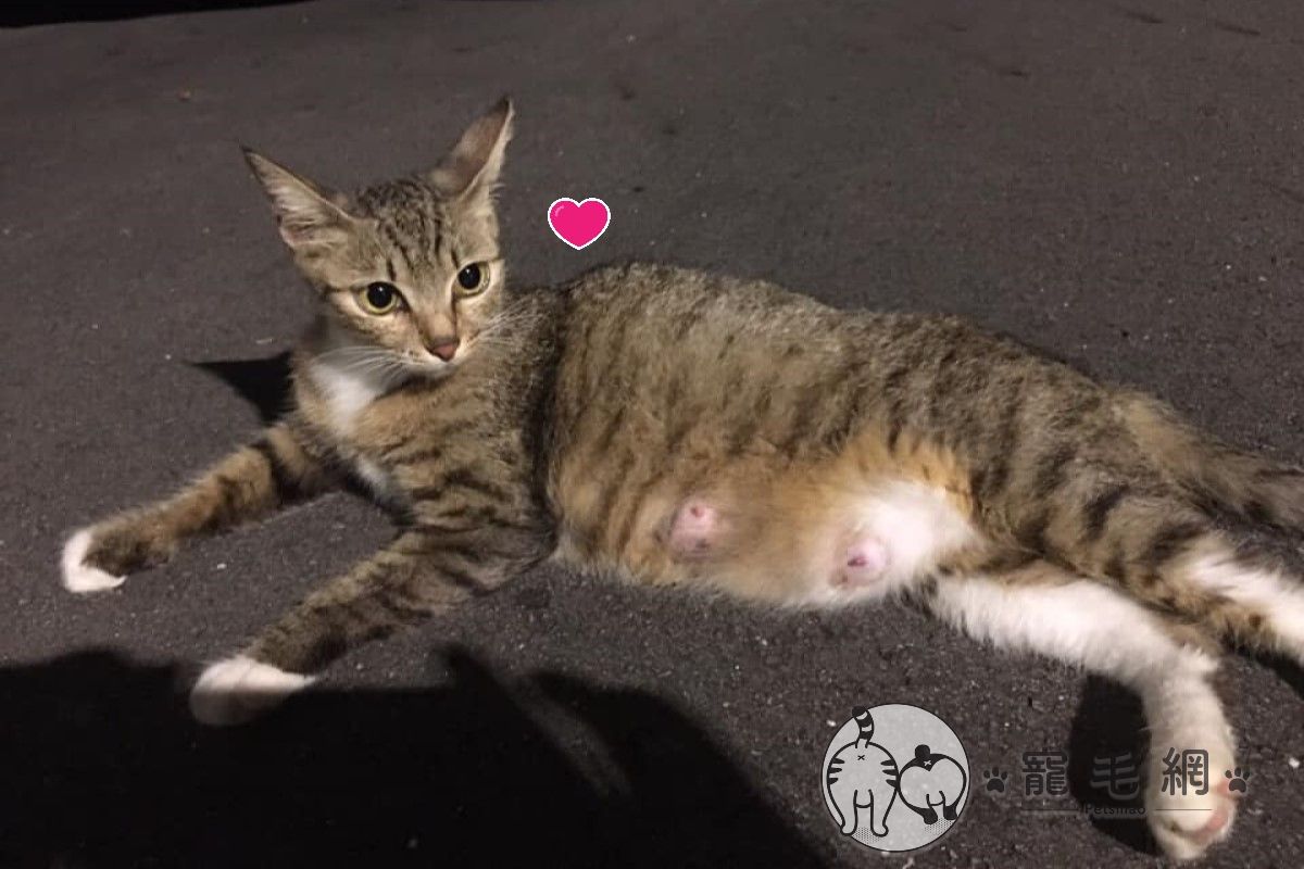 ▲網友賴先生在貓咪社團分享被貓咪「假懷孕騙收編」的經過（圖／新思維協會賴易承理事長授權提供）