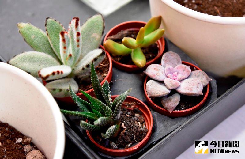 ▲多肉植物胖胖體型有療癒感。(圖/記者陳雅芳攝,2020.11.23)
