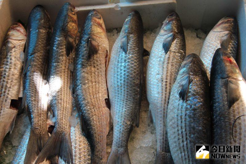 ▲烏魚會群集產卵洄游,路徑經過台灣海峽,到達鹿港附時,烏魚正值交配前最成熟階段。(圖/記者陳雅芳攝,2020.11.23)