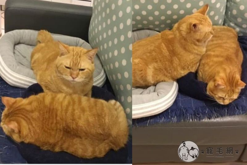 橘貓手藏弟弟肥肚當暖暖包　媽畫「示意圖」網笑：是雞排
