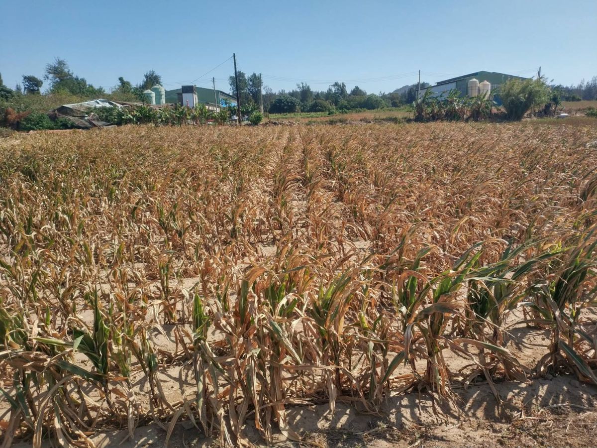 ▲今（20）日農委會農金局提醒，高粱收入保險已開始銷售，農委會提供補助2分之1保費，請農民踴躍投保，截止日期為5月31日。（圖／金門縣政府建設處提供）