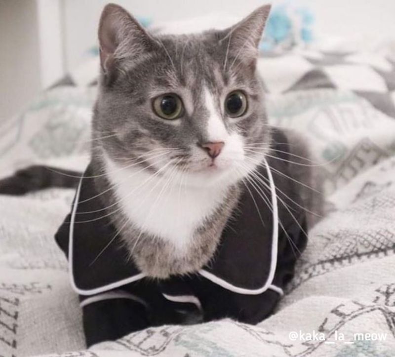 ▲是一隻仙氣滿滿的貓貓(圖/Instagram@kaka_la_meow)
