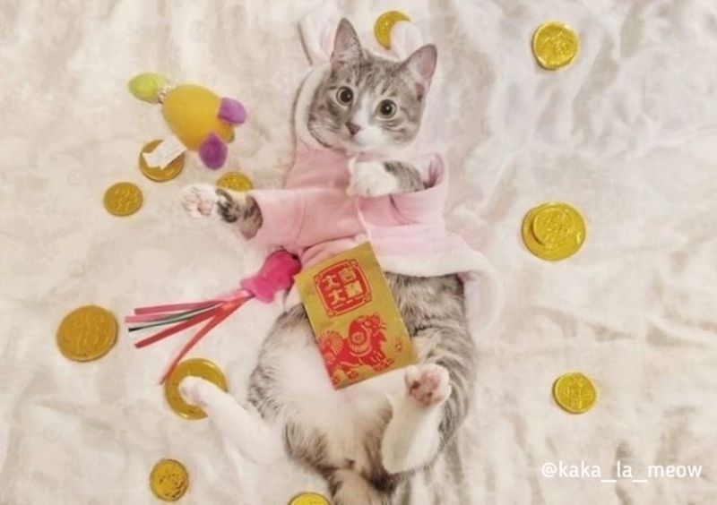 ▲粉紅色也是搭到爆!(圖/Instagram@kaka_la_meow)