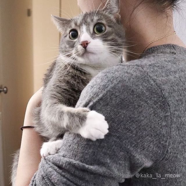 ▲卡卡:原來到家之前有經過這麼多程序阿~(圖/Instagram@kaka_la_meow)