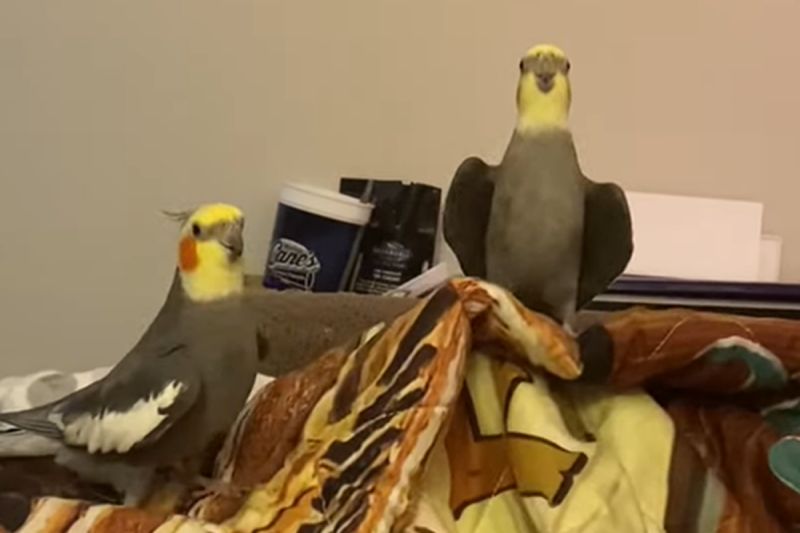 ▲國外兩隻玄鳳鸚鵡一起熱情對唱，場面非常歡樂！（圖／Youtube＠Density's Birds）
