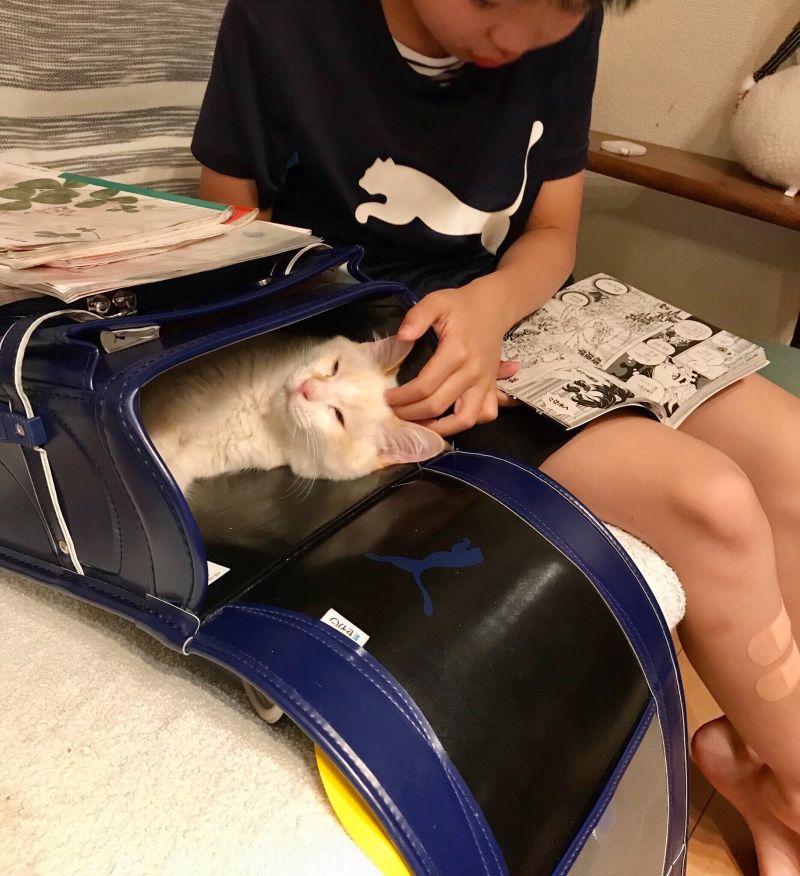 ▲日本這隻白貓把書包當成秘密基地（圖／Twitter@omochi_nam01）