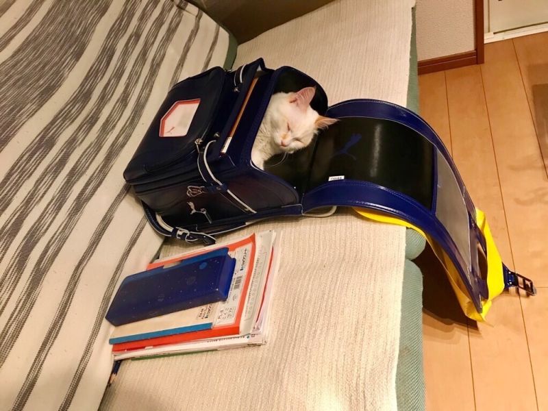 ▲這天小主人準備上學前，卻看到白貓躺在書包一覺不醒（圖／Twitter@omochi_nam01）