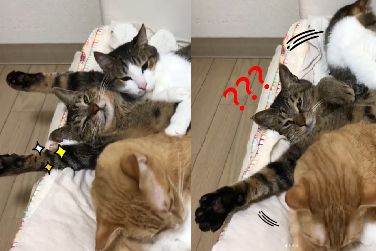 ▲虎斑貓「左擁右抱」好爽快，下一秒懷裡突然空空！（圖／Instagram＠go_home_loa）