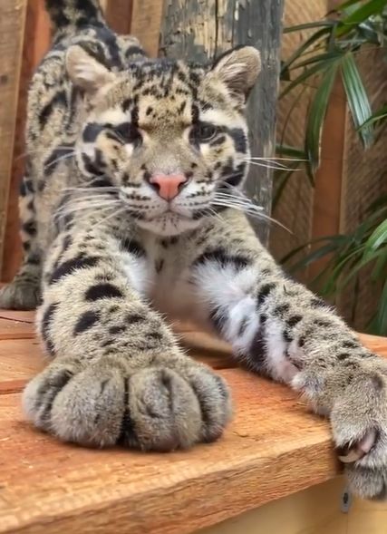 ▲向後伸展~(圖/Instagram@wildcatcentre)
