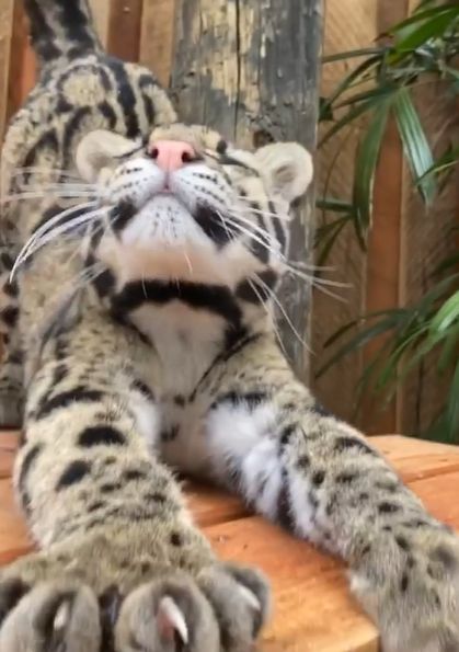 ▲舒服~~~(圖/Instagram@wildcatcentre)