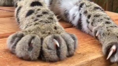 ▲爪爪伸出來了~(圖/Instagram@wildcatcentre)