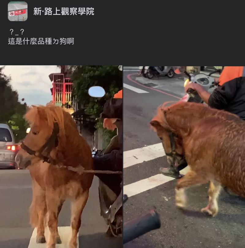 ▲網友在路上看見有機車騎士遛馬,十分震驚。(圖/翻攝自《新·路上觀察學院》臉書社團)