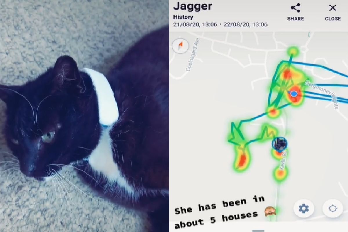 ▲主人買「追蹤器項圈」，貓貓一日行蹤全暴露！（圖／TiKTok＠eefskol）