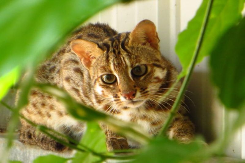 動物園驚傳石虎脫逃事件！好好認識台灣珍貴國寶「石虎」
