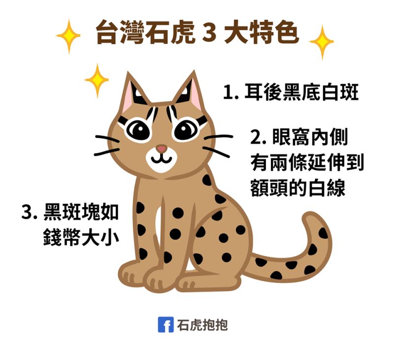 ▲簡單三招分辨石虎(圖/FB@石虎抱抱提供)