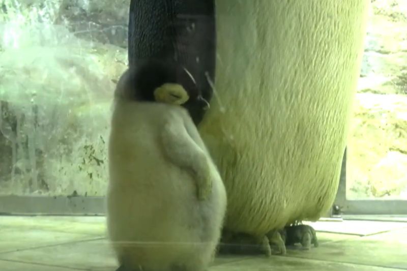 企鵝寶寶飽餐一頓後濃濃睡意襲來　站著「瘋狂度估」
