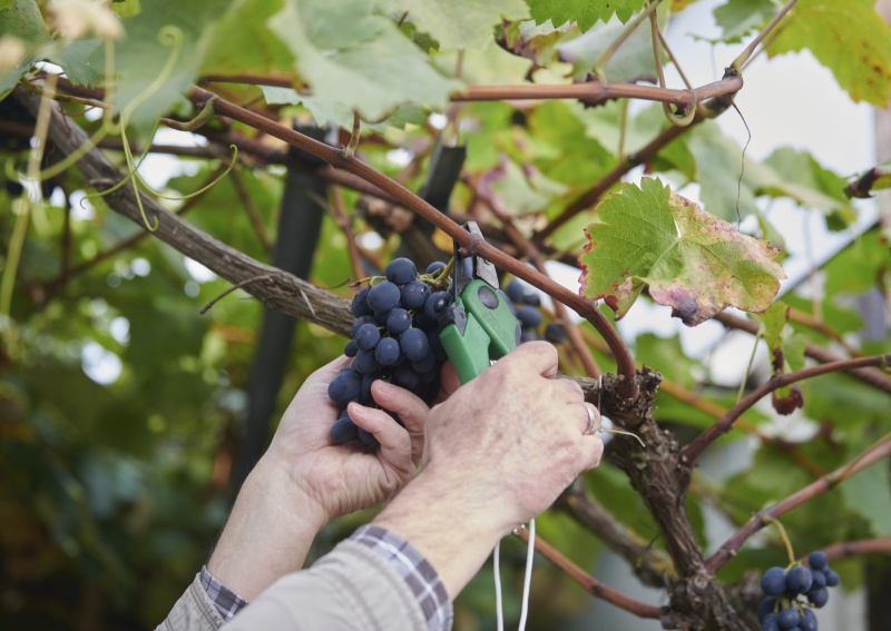 盤商染疫影響葡萄買氣　農業金庫設專區助行銷
