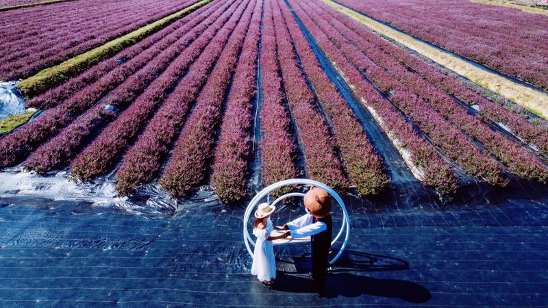 ▲2020桃園仙草花節 開幕倒數！5.8公頃紫色狂潮即將來襲  ，12.5萬株仙草花打造浪漫仙境。（圖／資料照片）