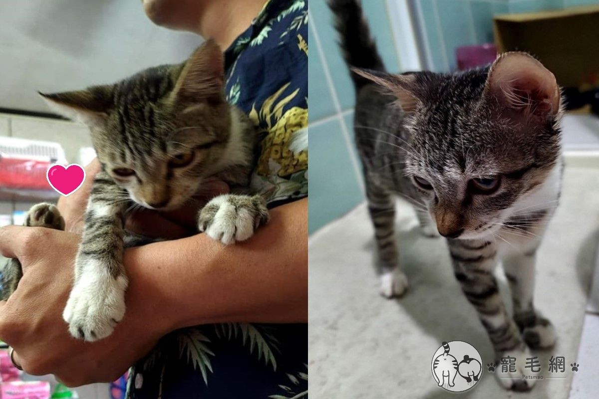 ▲網友與先生在路邊遇見一隻小虎斑貓（圖／網友李若淇授權提供）