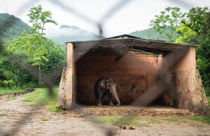 「全球最孤獨大象」一生飽受折磨　重獲自由將前往柬埔寨
