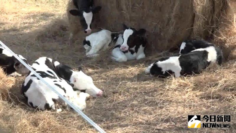 ▲彰化乳牛節活動場地龍騰公園占地3點多公頃,寬闊的草地現場也把真牛帶進來。(圖/記者陳雅芳攝,2020.11.29)