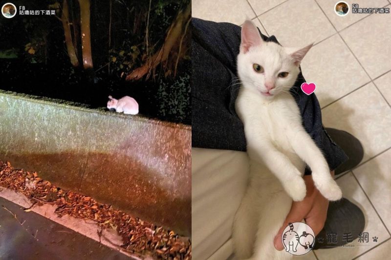上山遇見小白貓　沿路賣萌撒嬌「躺好躺滿」網：撿到寶！
