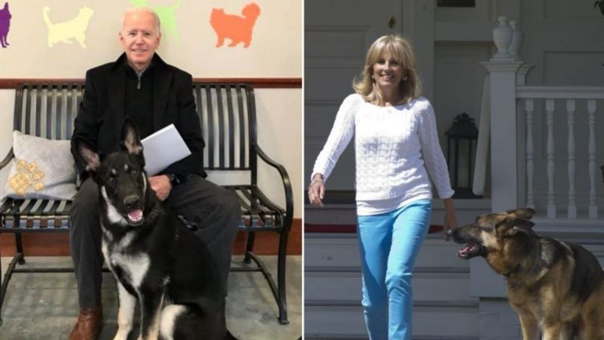 ▲美國總統當選人拜登與妻子養有 2 隻愛犬，還準備帶牠們一起住進白宮。現在卻傳出拜登在與狗狗玩時不慎扭傷，還前往骨科診所接受進一步檢查。（圖／翻攝自 NY Post ）