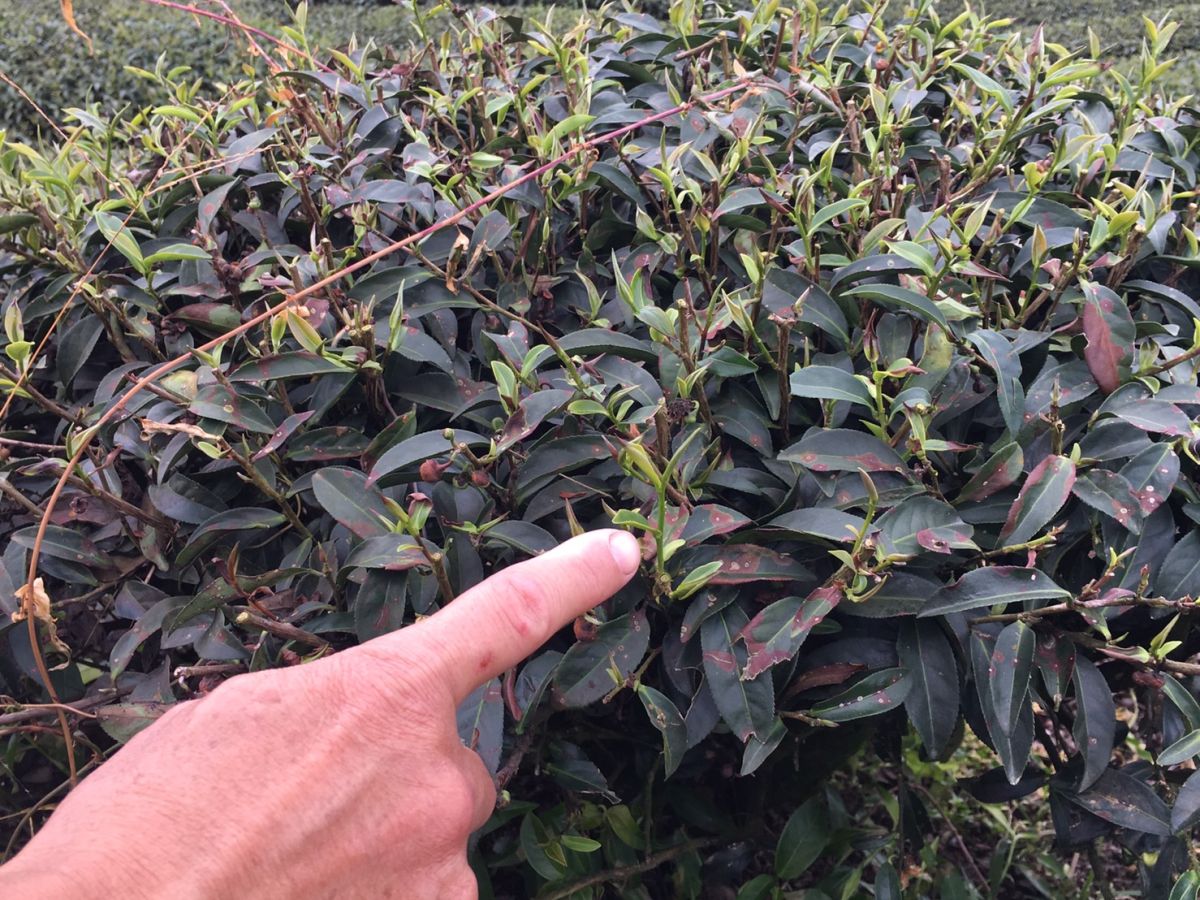 ▲古坑鄉樟湖山區某處茶園主遭噴灑除草劑，茶農眼見即將採收的冬茶毀於一旦而痛心不已。（圖／記者簡勇鵬攝，2020.11.30）