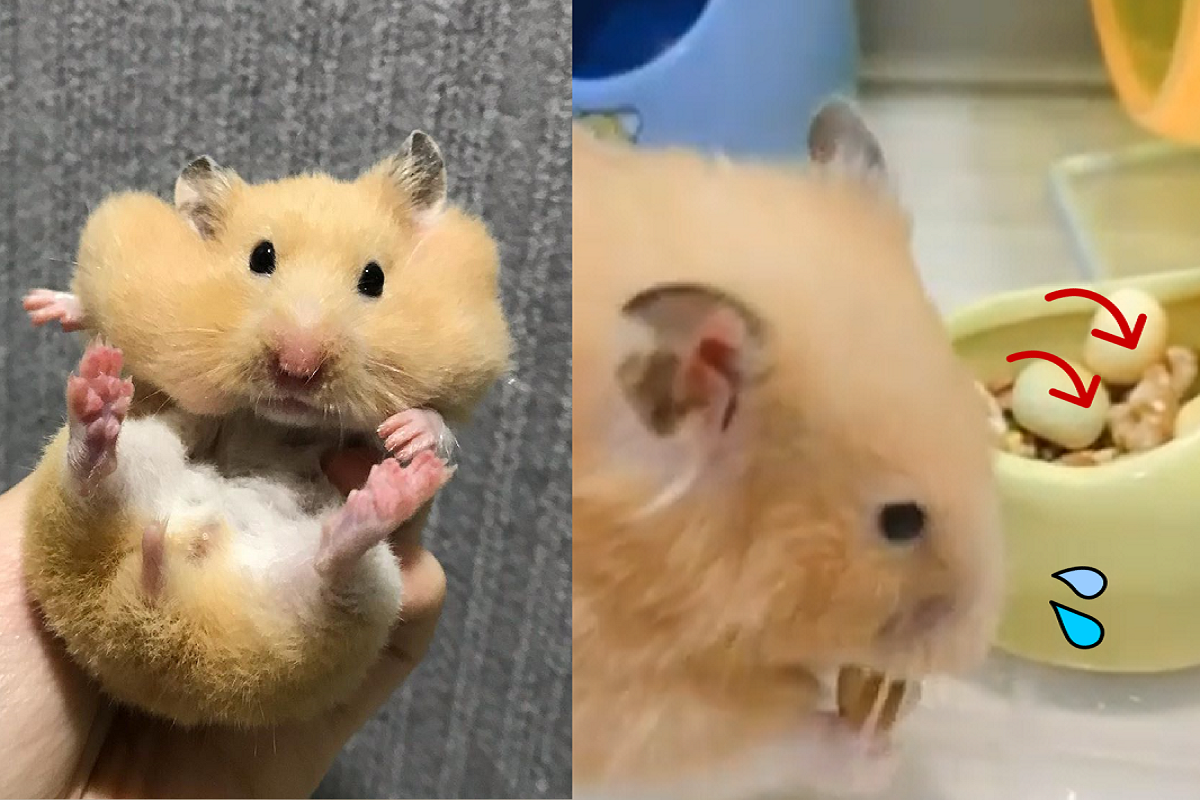 整理癖鼠鼠！主人餵飼料全送回碗中放好好！（圖／Instagram＠jujuuuu0912）