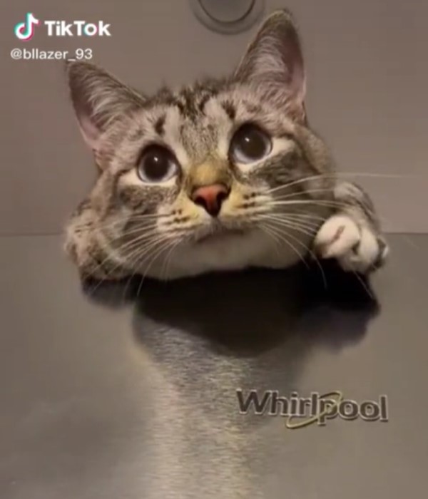 萌貓睜大雙眼趴冰箱　兩隻小手「開掌花打節拍」網：太可愛！