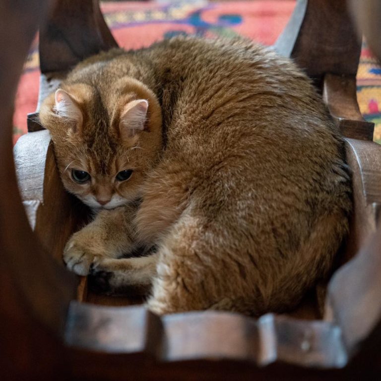 縮進椅子背面的Hosico，表情超萌！（圖／Youtube＠Hosico Cat）