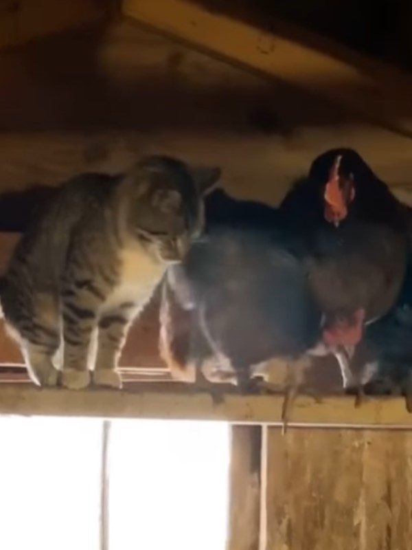 貓闖雞舍站樑柱對牠「撒嬌饋燒」　網笑：湊什麼熱鬧啦！