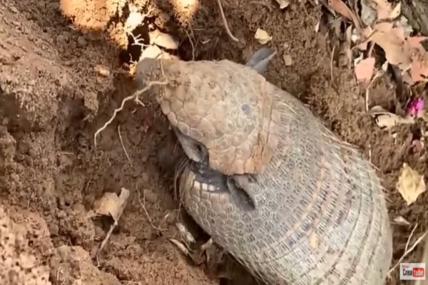 男子發現土裡有「小黑手」　摸牠秒翻面：賣岔我在散熱啦！